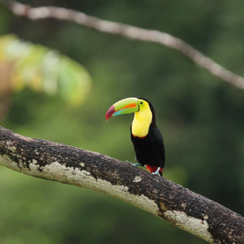 Tucan posando en una rama en Selva Verde
