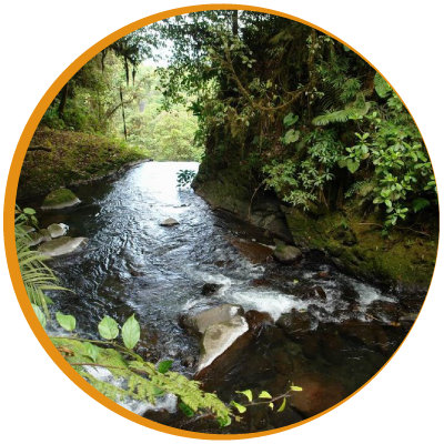 Rio en el parque nacional braulio carrillo, el rio esta rodeado de bosques 