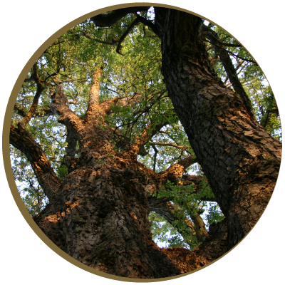 Arbol de roble, sarapiqui costa rica