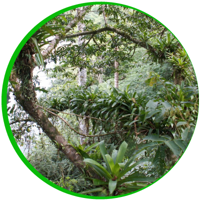 Imagenes de la flora de la reserva biologica de Tirimbina